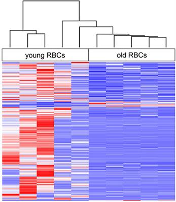 Transcriptomic Analysis of Young and Old Erythrocytes of Fish